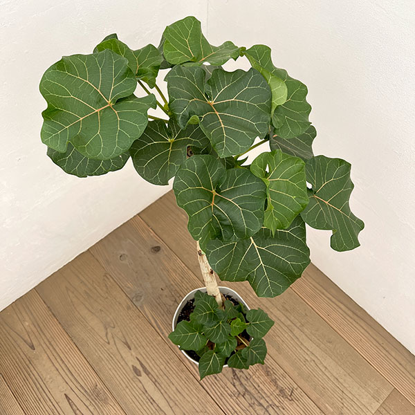 フィカス:アブチリフォリア 7号鉢植え26-02
