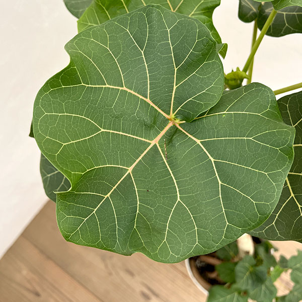 フィカス:アブチリフォリア 7号鉢植え26-02