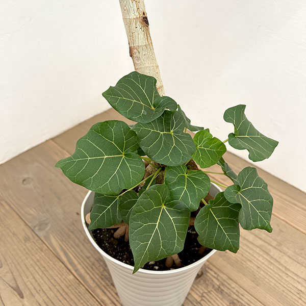 フィカス:アブチリフォリア 7号鉢植え26-02