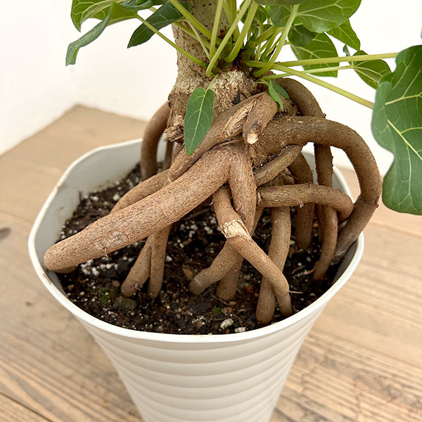 フィカス:アブチリフォリア 7号鉢植え26-02