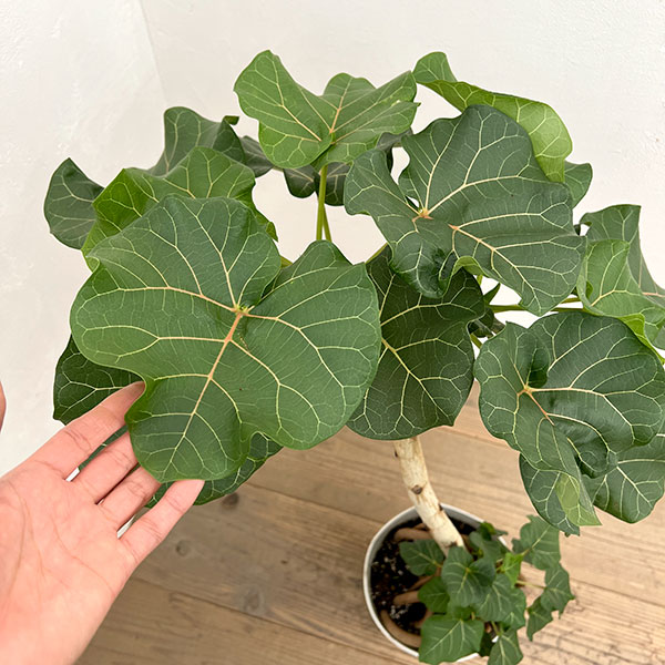 フィカス:アブチリフォリア 7号鉢植え26-02