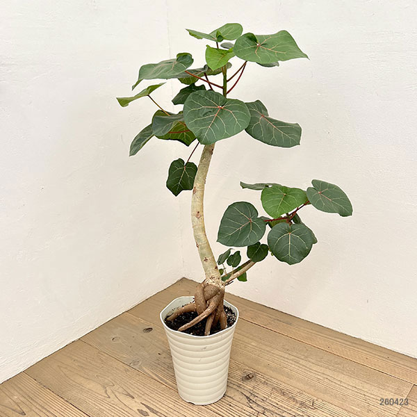 フィカス：アブチリフォリア　7号鉢植え26-03