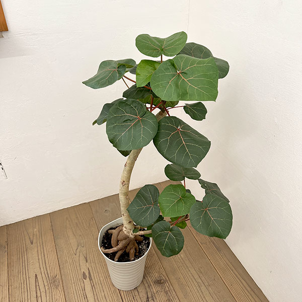 フィカス：アブチリフォリア　7号鉢植え26-03