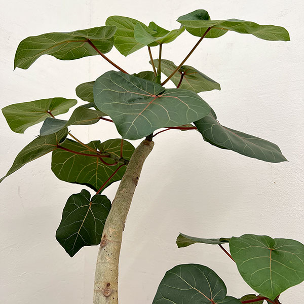 フィカス：アブチリフォリア　7号鉢植え26-03