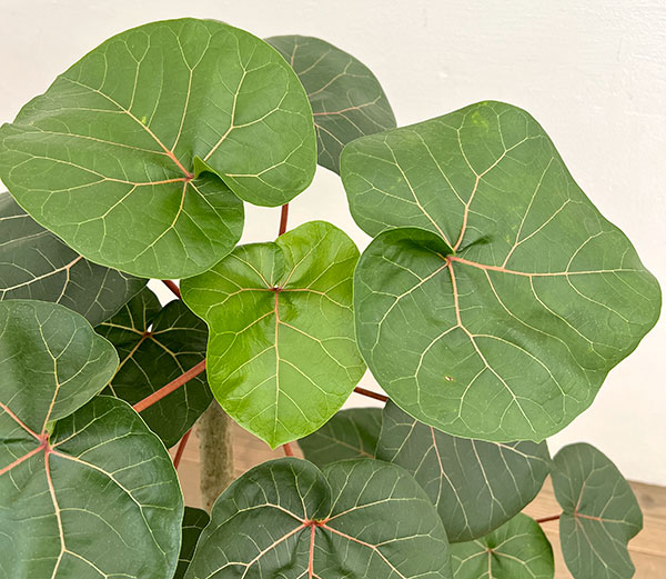 フィカス：アブチリフォリア　7号鉢植え26-03