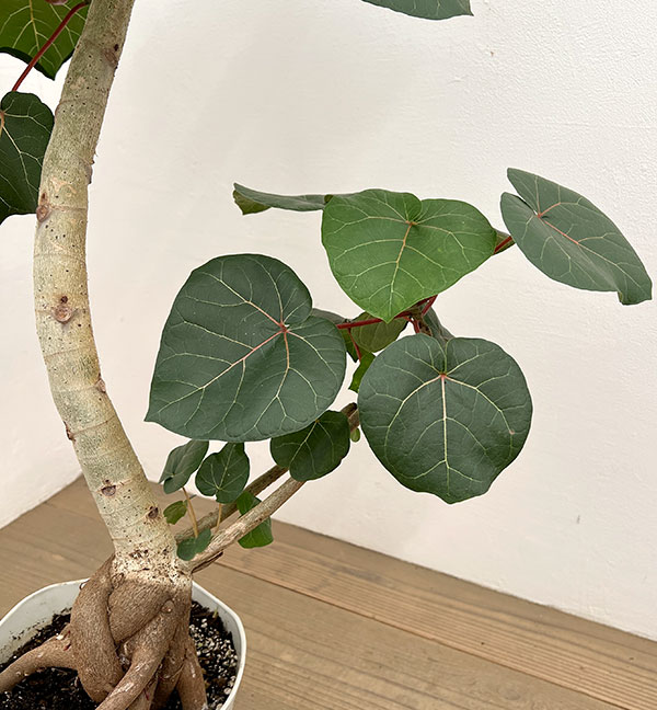 フィカス：アブチリフォリア　7号鉢植え26-03