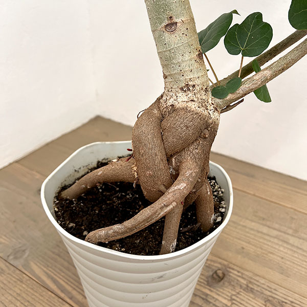 フィカス：アブチリフォリア　7号鉢植え26-03