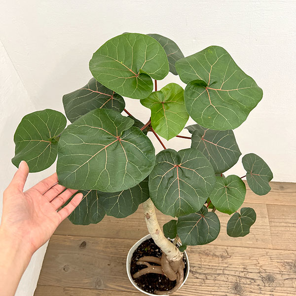フィカス：アブチリフォリア　7号鉢植え26-03