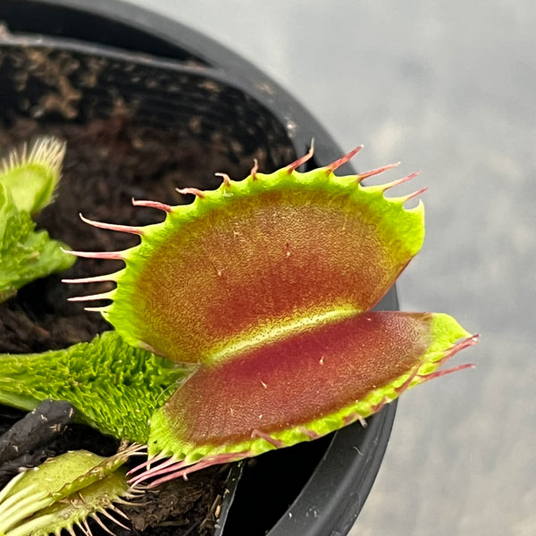 ハエトリソウ：ウワバミ 3号