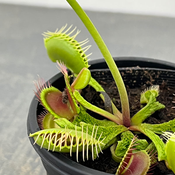 ハエトリソウ：ウワバミ 3号