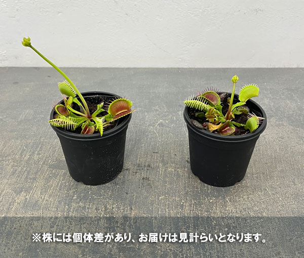 ハエトリソウ：ウワバミ 3号