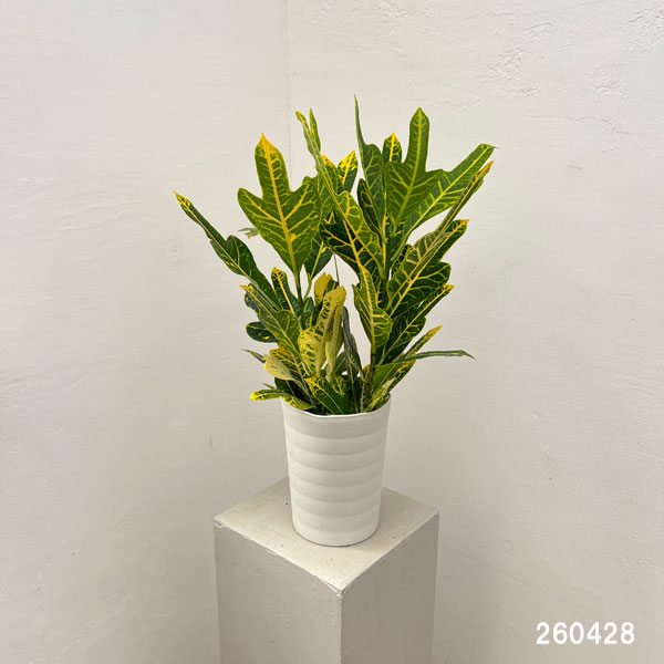 クロトン:鉾葉グリーン 6号鉢植え