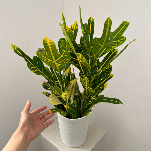クロトン:鉾葉グリーン 6号鉢植え