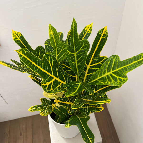 クロトン:鉾葉グリーン 6号鉢植え