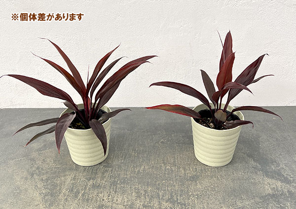 コルジリネ：アイチアカ　4号鉢植え*