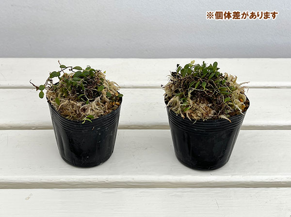 マメヅタラン（豆蔦蘭）2.5号ポット