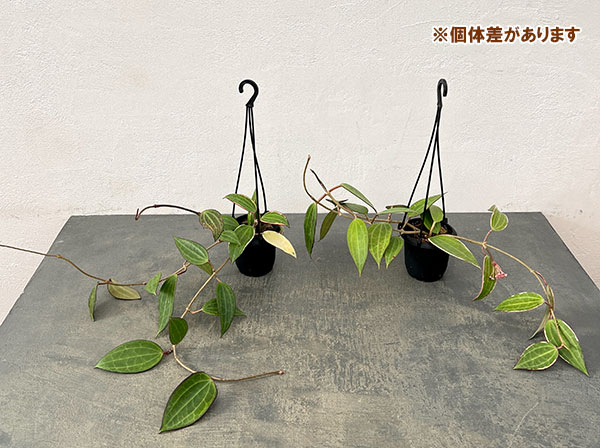 ホヤ：ゴールデンマージン　3号吊り鉢*