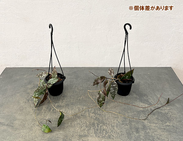 ホヤ：カウダータ　3号吊り鉢