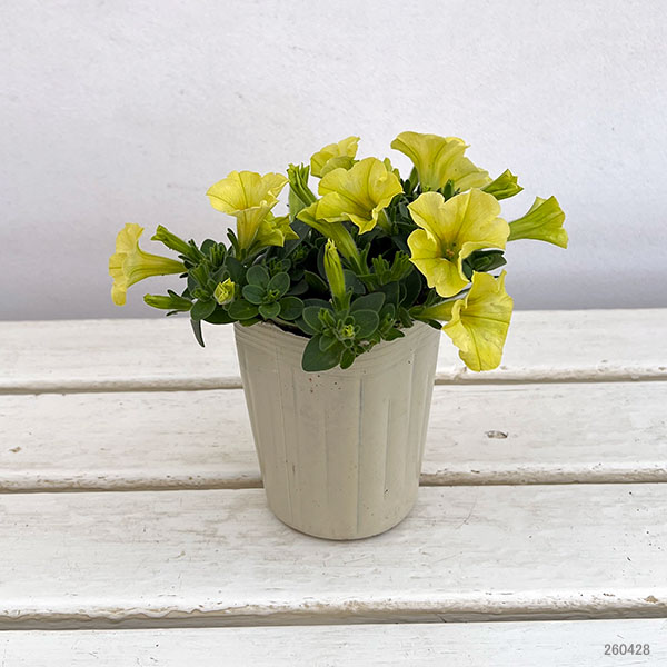 ペチュニア：ハニーレモン3.5号ポット