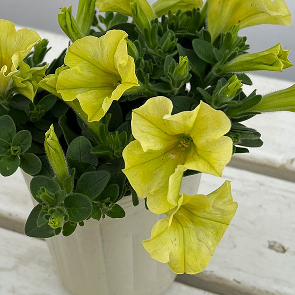 ペチュニア：ハニーレモン3.5号ポット