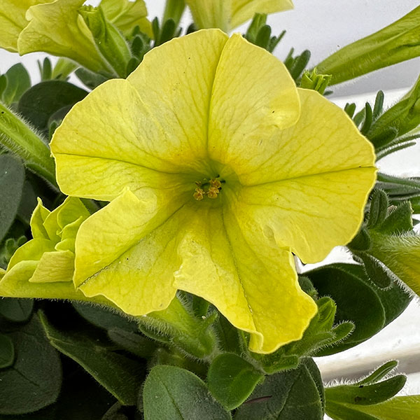 ペチュニア：ハニーレモン3.5号ポット