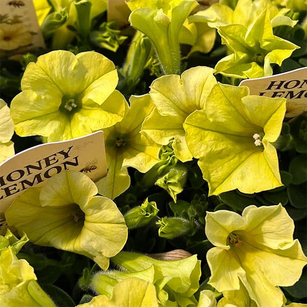 ペチュニア：ハニーレモン3.5号ポット