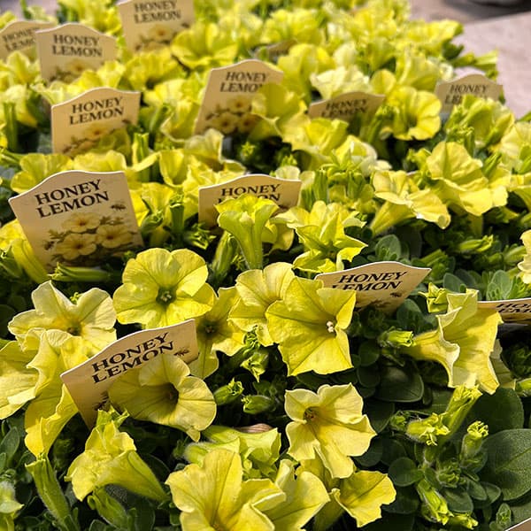 ペチュニア：ハニーレモン3.5号ポット