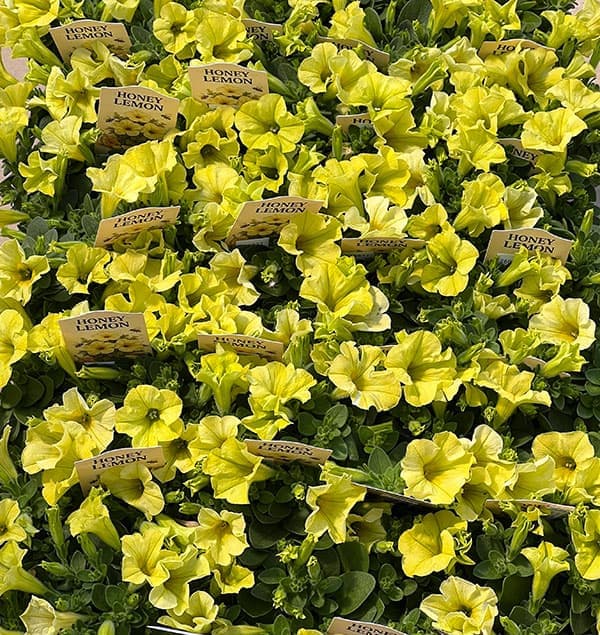 ペチュニア：ハニーレモン3.5号ポット