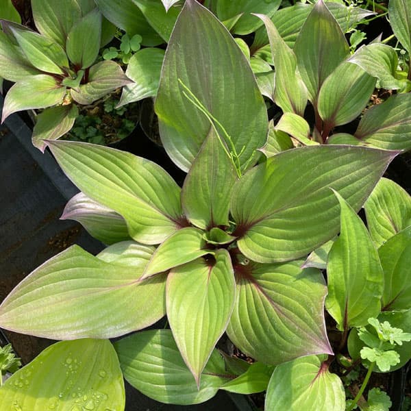 ギボウシ（ホスタ）：ファーストブラッシュ5号ポット