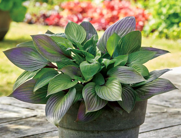 ギボウシ（ホスタ）：ファーストブラッシュ5号ポット