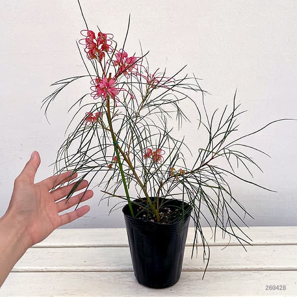 グレビレア：ロンギスティーラーエレガンス4号ポット