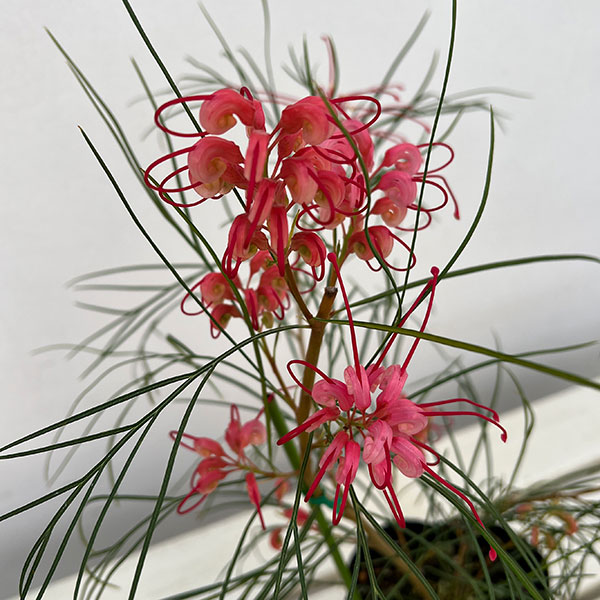 グレビレア：ロンギスティーラーエレガンス4号ポット