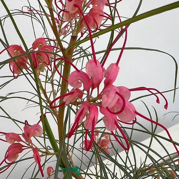 グレビレア：ロンギスティーラーエレガンス4号ポット