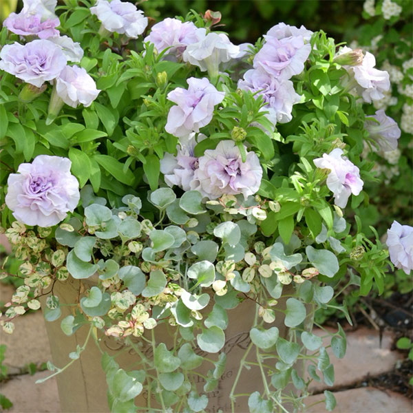 [送料無料]間室みどりさんのペチュニア寄せ植えキット/ギュギュ・ダブルラベンダーピンク