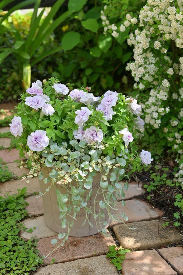 [送料無料]間室みどりさんのペチュニア寄せ植えキット/ギュギュ・ダブルラベンダーピンク