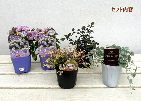 [送料無料]間室みどりさんのペチュニア寄せ植えキット/ギュギュ・ダブルラベンダーピンク