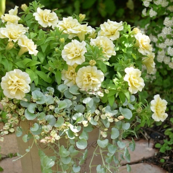 [送料無料]間室みどりさんのペチュニア寄せ植えキット/ギュギュ・ダブルイエロー