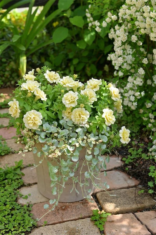 [送料無料]間室みどりさんのペチュニア寄せ植えキット/ギュギュ・ダブルイエロー