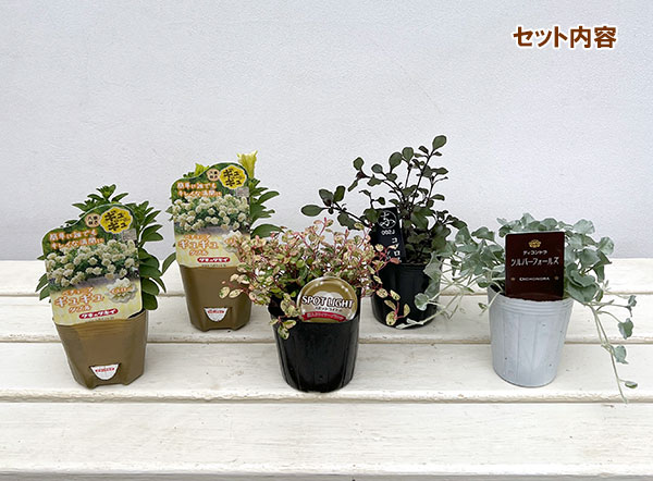 [送料無料]間室みどりさんのペチュニア寄せ植えキット/ギュギュ・ダブルイエロー