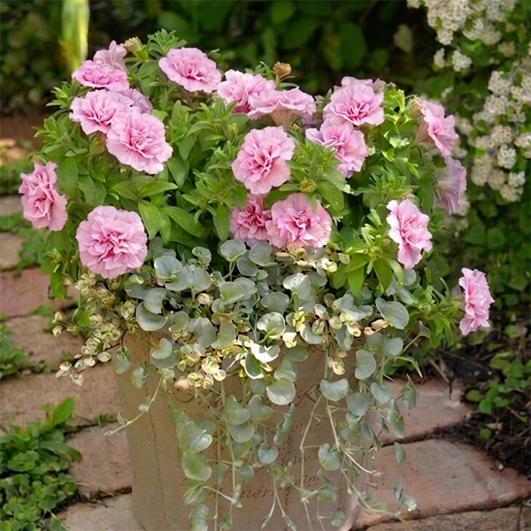 [送料無料]間室みどりさんのペチュニア寄せ植えキット/ギュギュ・ダブルピンク