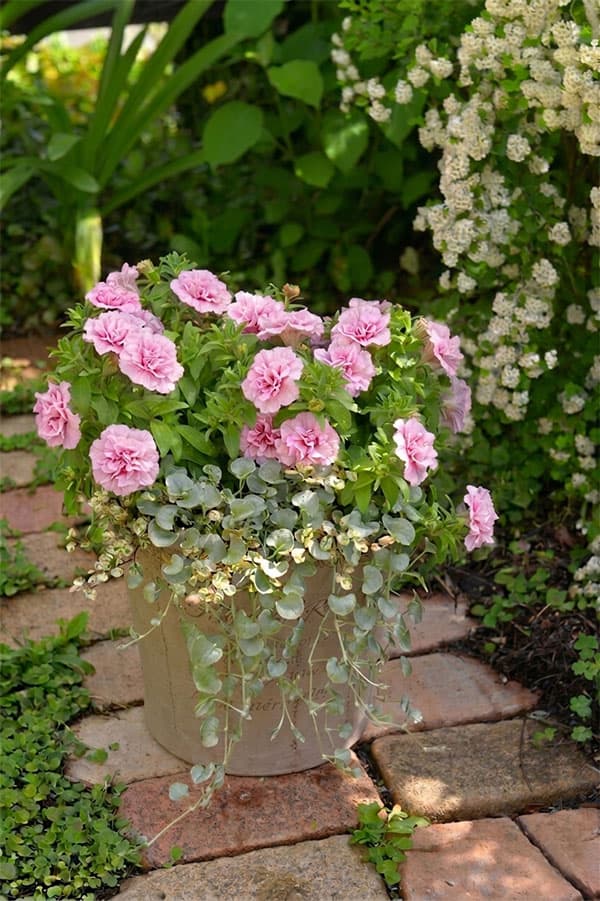 [送料無料]間室みどりさんのペチュニア寄せ植えキット/ギュギュ・ダブルピンク