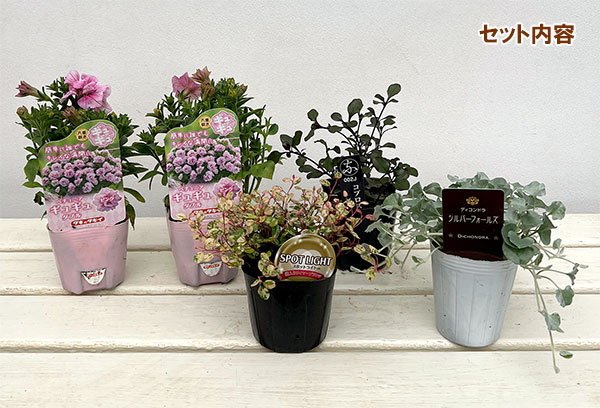 [送料無料]間室みどりさんのペチュニア寄せ植えキット/ギュギュ・ダブルピンク