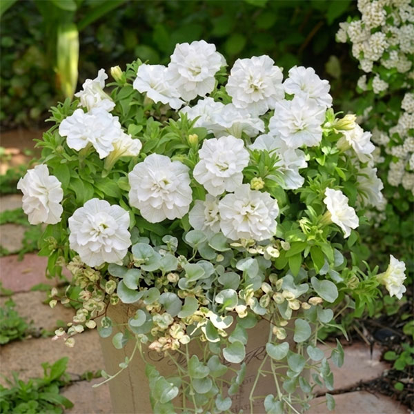 [送料無料]間室みどりさんのペチュニア寄せ植えキット/ギュギュ・ダブルホワイト