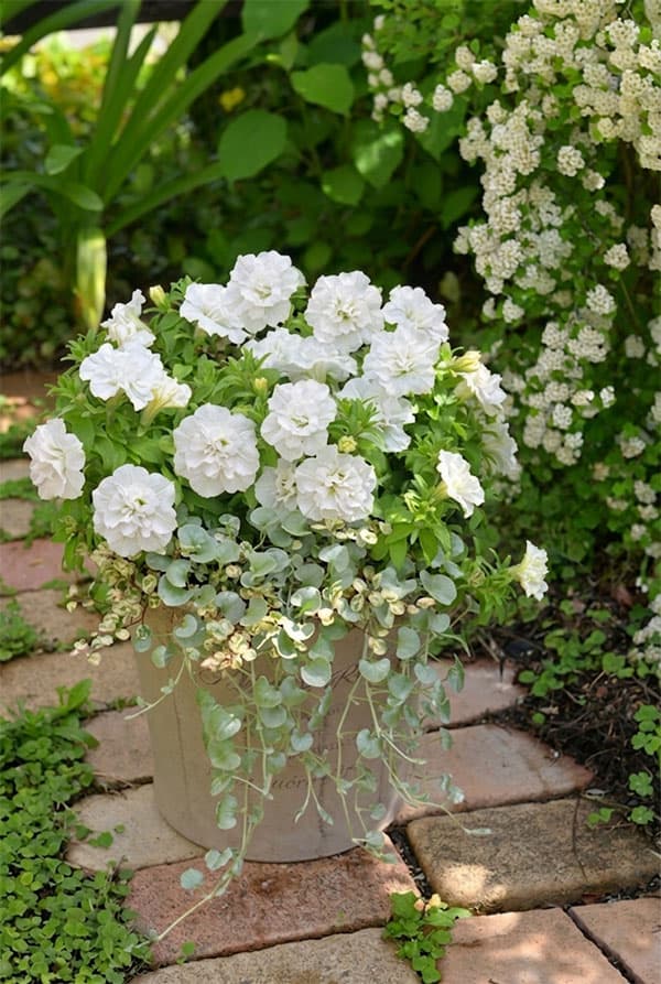 [送料無料]間室みどりさんのペチュニア寄せ植えキット/ギュギュ・ダブルホワイト