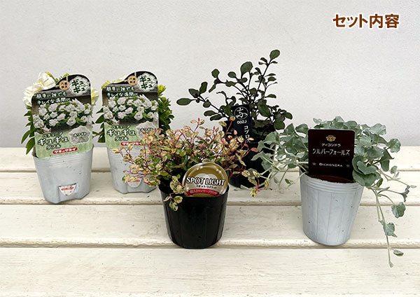 [送料無料]間室みどりさんのペチュニア寄せ植えキット/ギュギュ・ダブルホワイト