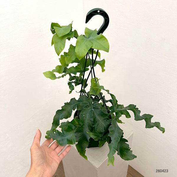 ポリポジウム：マンダイアナム　5号吊り鉢