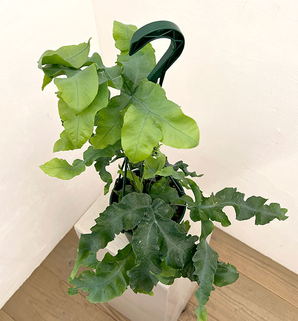 ポリポジウム：マンダイアナム　5号吊り鉢