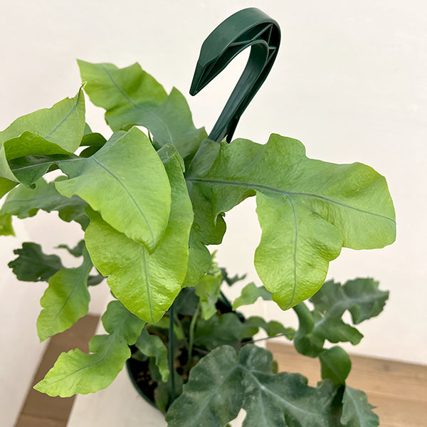 ポリポジウム：マンダイアナム　5号吊り鉢