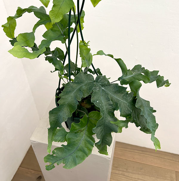 ポリポジウム：マンダイアナム　5号吊り鉢