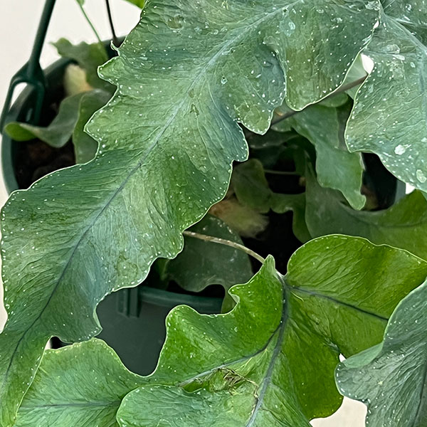 ポリポジウム：マンダイアナム　5号吊り鉢